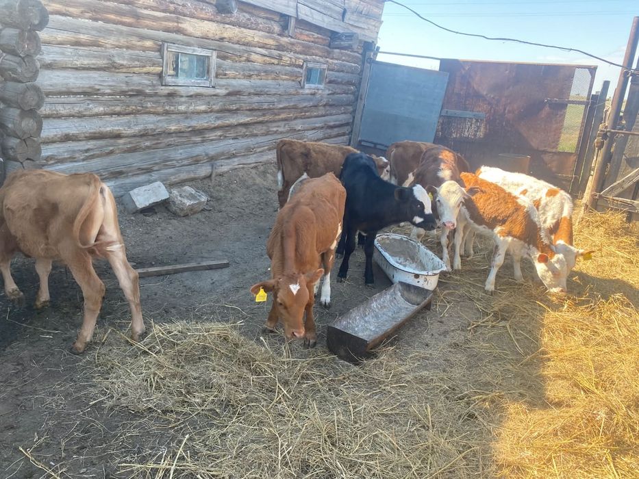 Продам телят 8 голову.