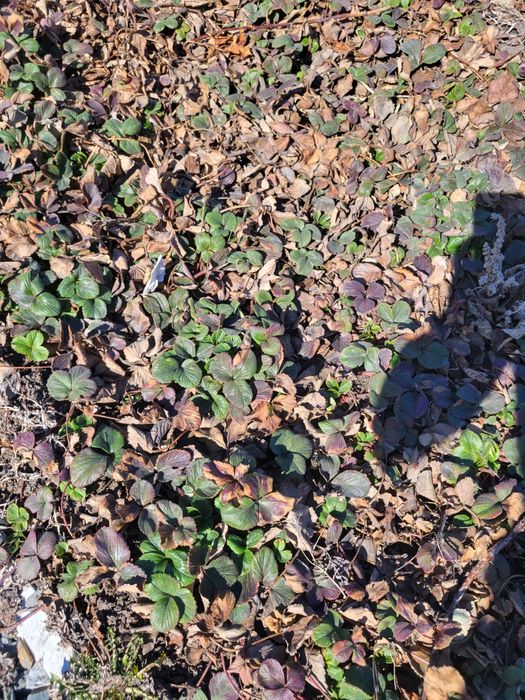 Продаю отростоки клубники