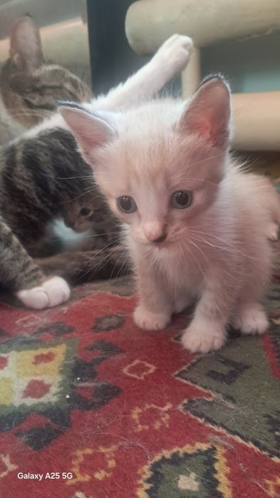 Отдам сиамских котят в добрые руки