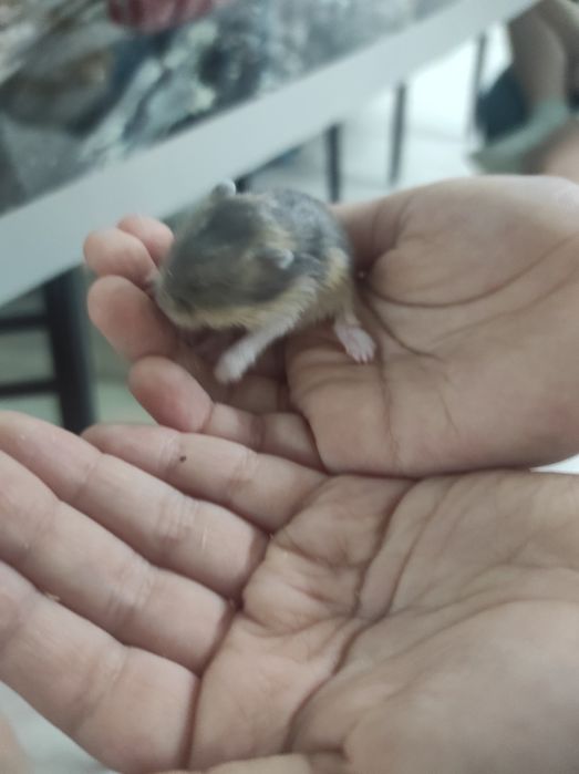 Хомяк джунгарский