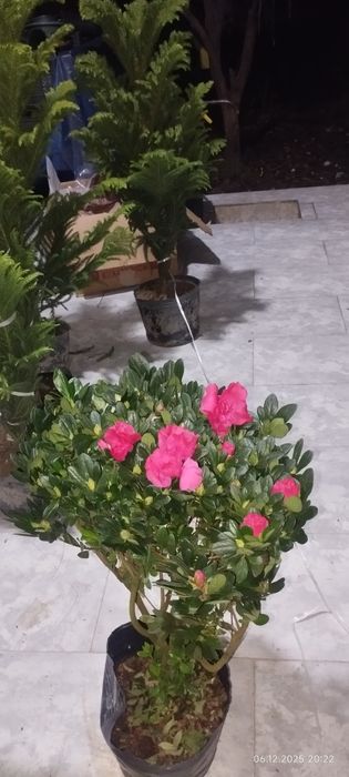 Камелия японская