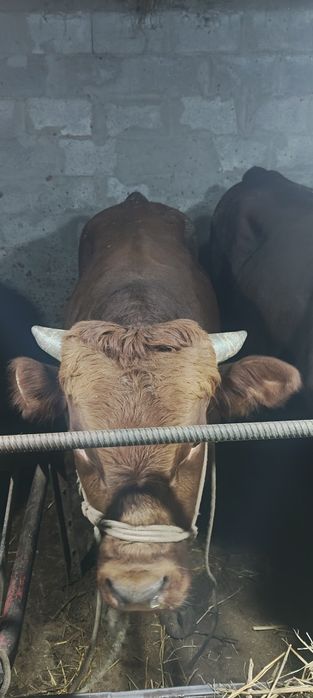 Продам бычков 1 .5-2 года