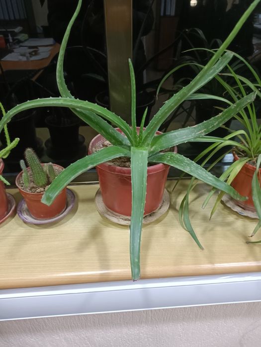 Продам цветы,три штуки на сто тысяч, любые