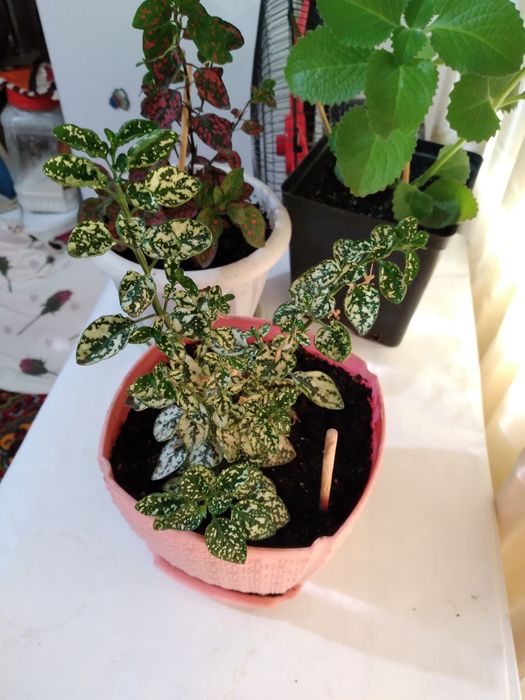 Комнатные цветы распродажа