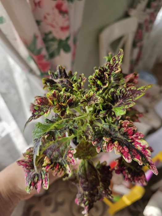 Цветы Колеусы 500 тг