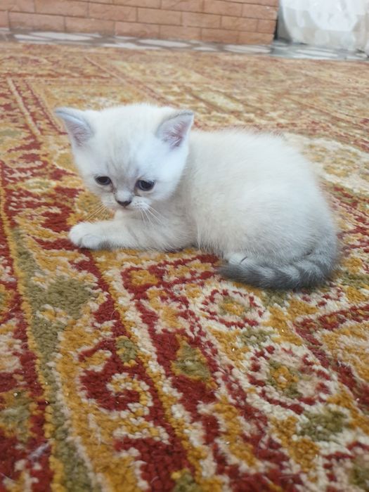 Британские шиншилы