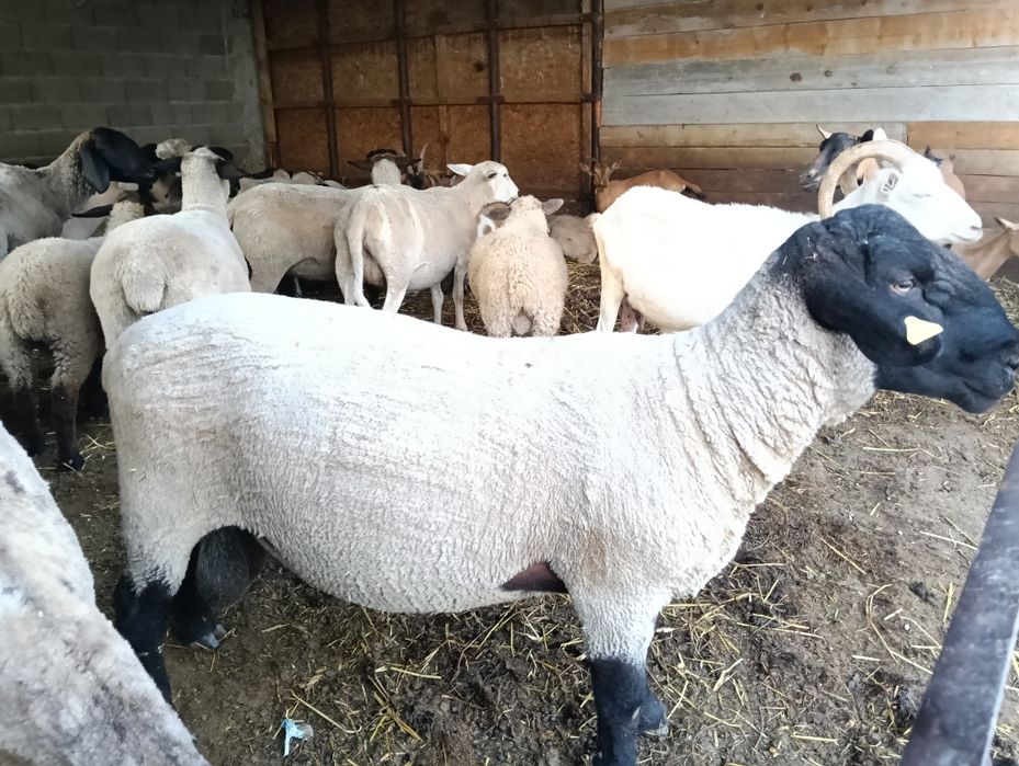 Vand berbec rasa Suffolk  in varsta de 2 ani
