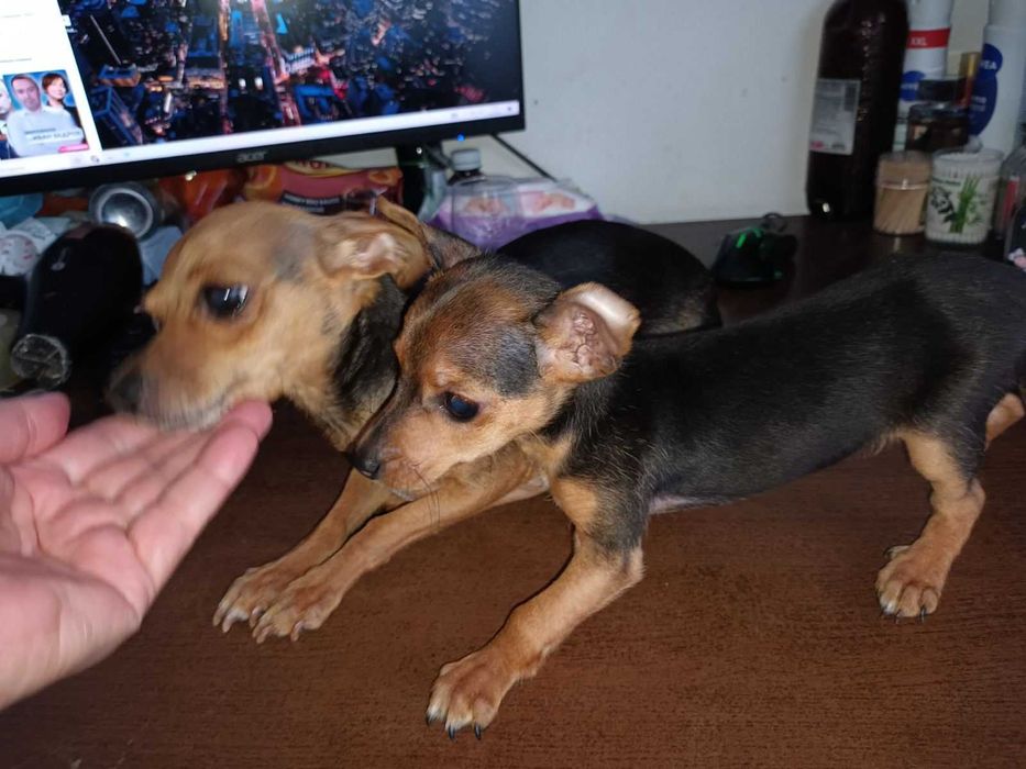 Мъжки мини пинчер