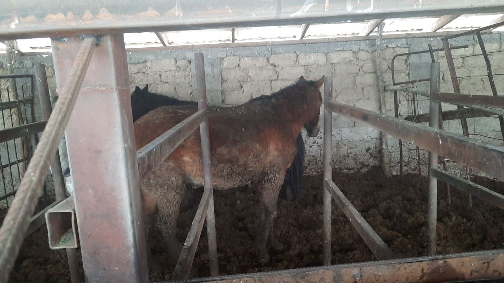 Байтал сатылады. Семіз бордақы.