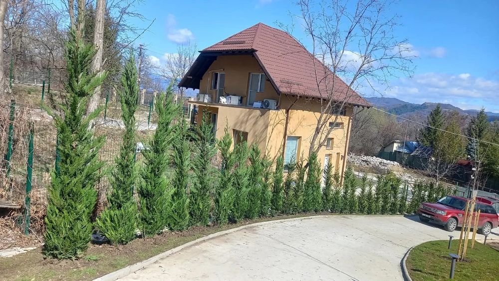 Tuia leylandii disponibil mai multe mărimi