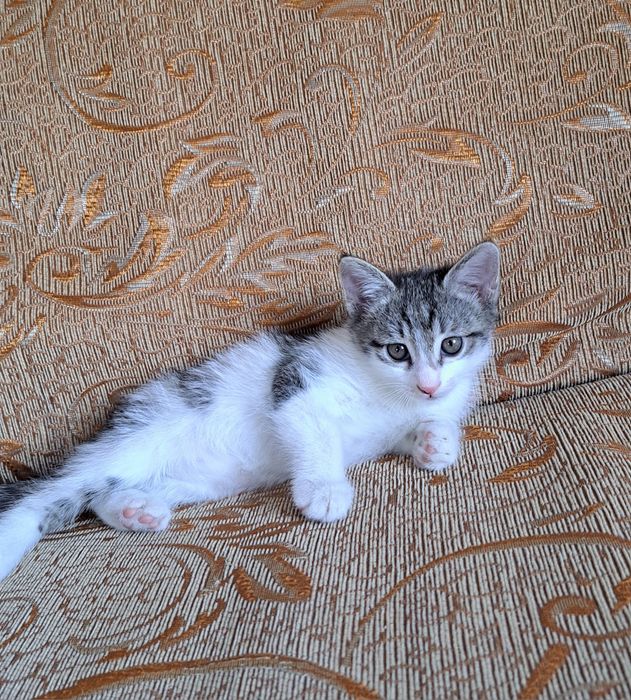 Отдам котёнка (мальчик)