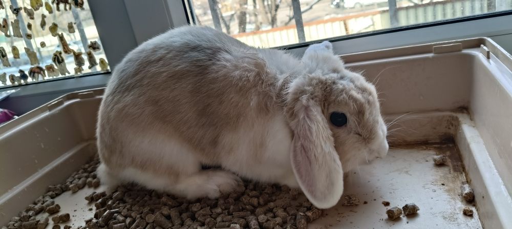 Продам кролика вислоухого
