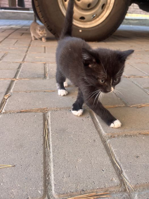 Отдам котят в добрые руки