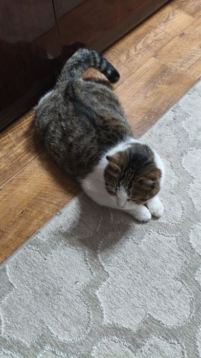 Отдам кушку в добрые руки