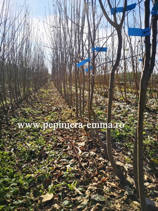 Pepiniera Emma  - POMI FRUCTIFERI ALTOITI - Livram in toata Romania