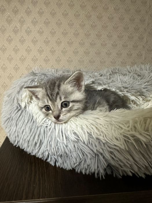 Отдам котенка в добрые руки