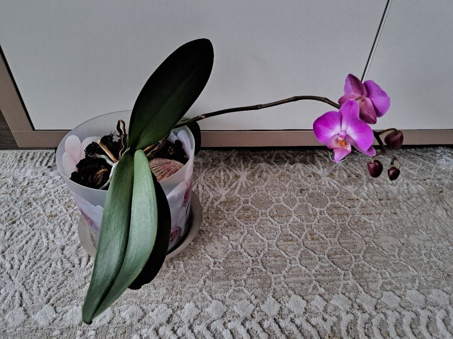 Продам орхидеи.каждая по 5000