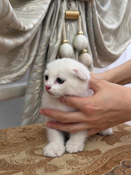 Котенок вислоухи
