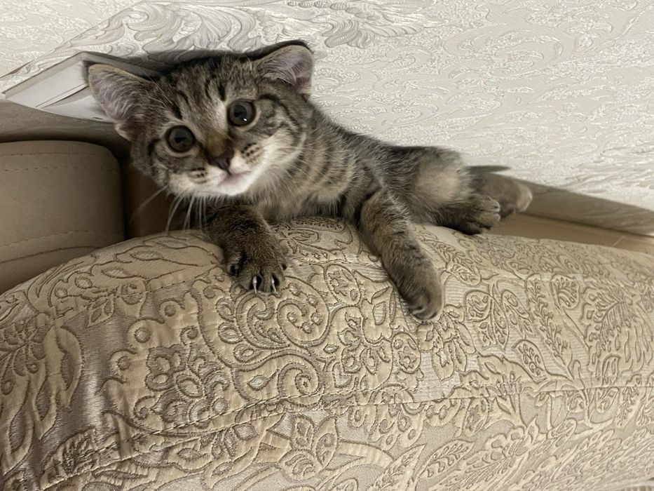 Продаем котенка 6 месяцев