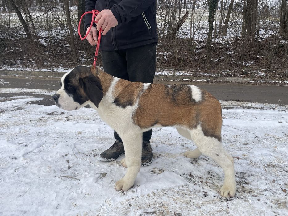 Femela Saint Bernard cu pedigree - par scurt