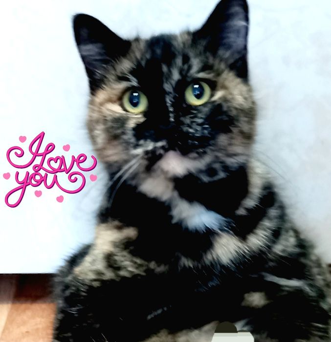 Кошечка для Души .Стерелизована