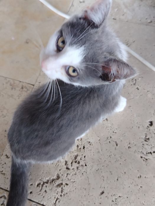 Pisicuțe adorabile își caută familii iubitoare