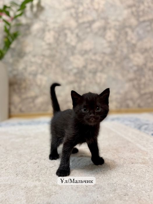 Котята в хорошие руки