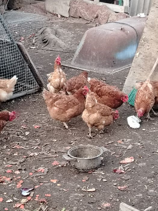 Продам домашные куры