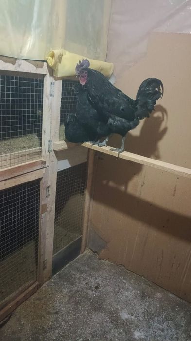 Ухейилюи тауықтар сатылады