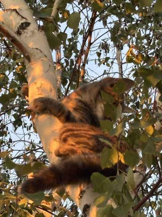 ласковая домашняя кошка