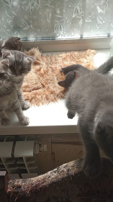 Продаются котята,породистые.