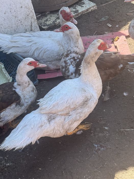 Продаем селезни и индоуток прошлогодних