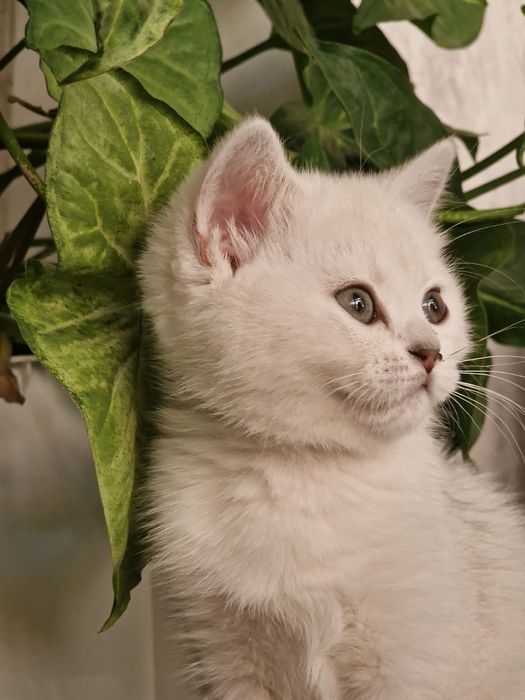 Два шотландских котёнка.
