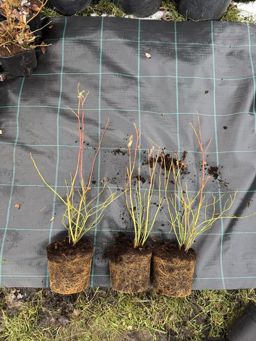 Американска боровинка  саксия с2 на цената на саксия Р9