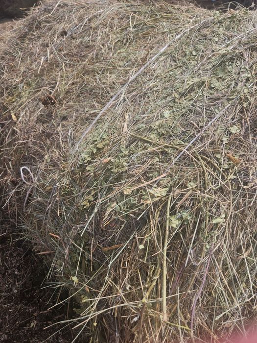 Продам сено в тюках и в руллонах