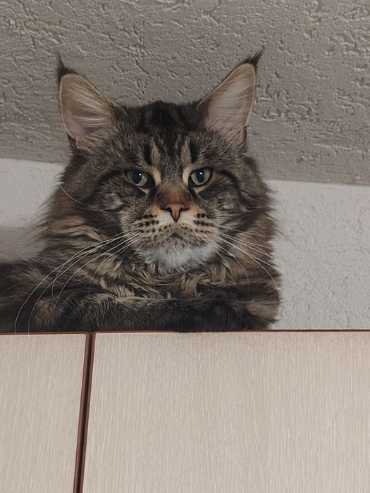 Мейн Кун, женско чистокръвно коте