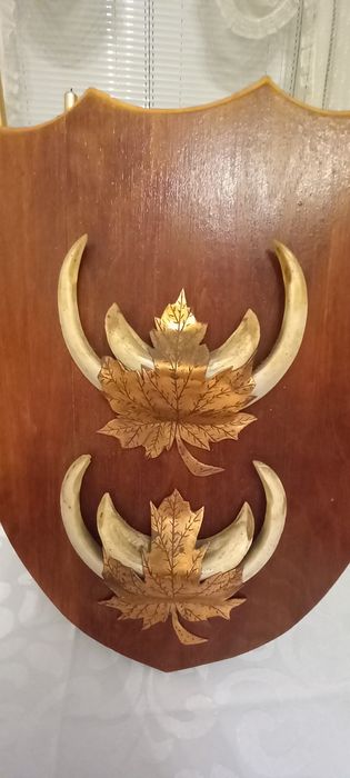 Немски трофеи диво прасе, документ, трофей