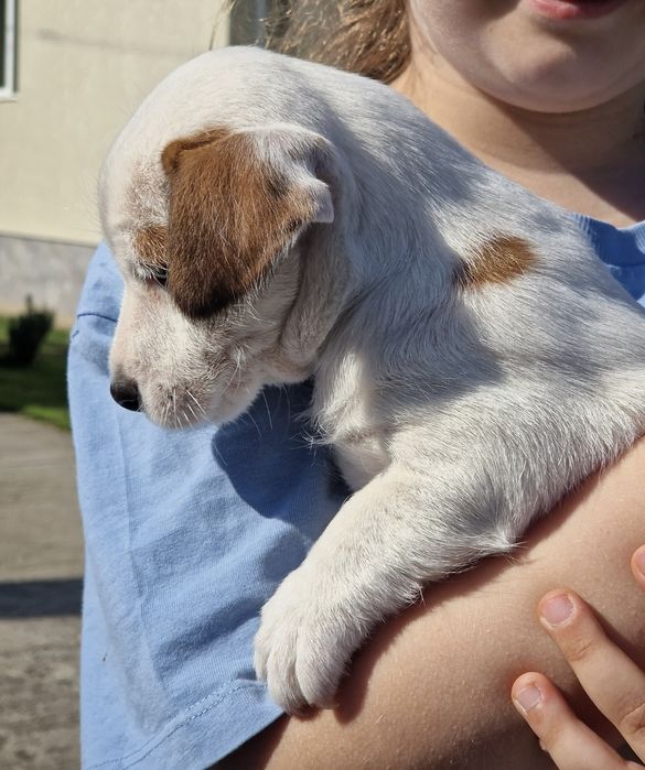 Jack russel terrier