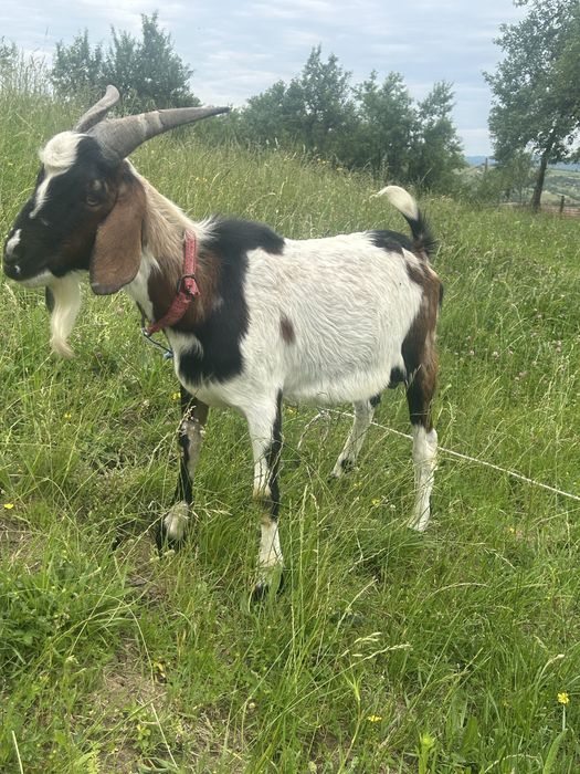 De vanzare o capra saneen la prima fatare si un tap anglonubian de 9 luni