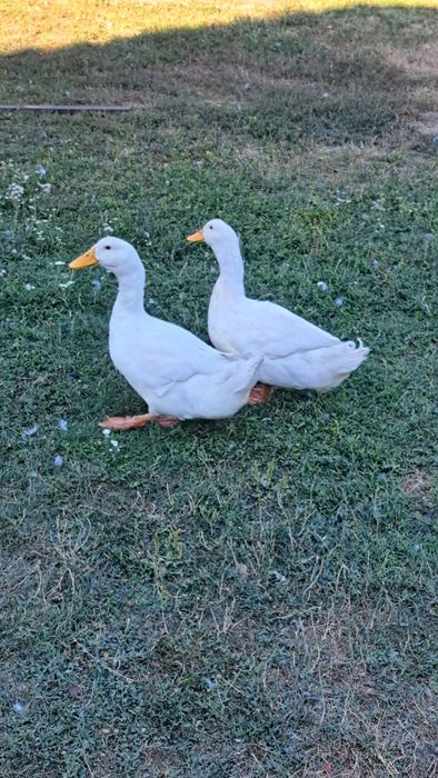 3 rate - 2 ratoi si o rata