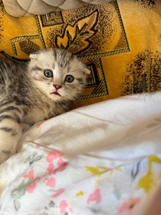 Шотландский вислоухий котенок