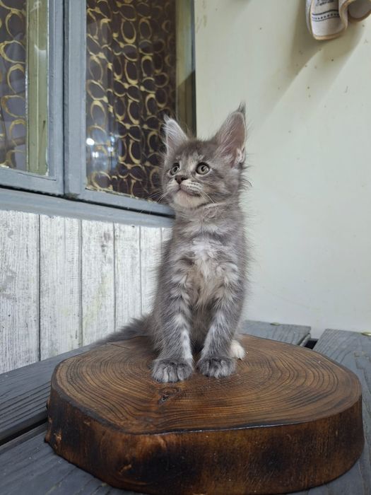 Котята породы Мейн-кун