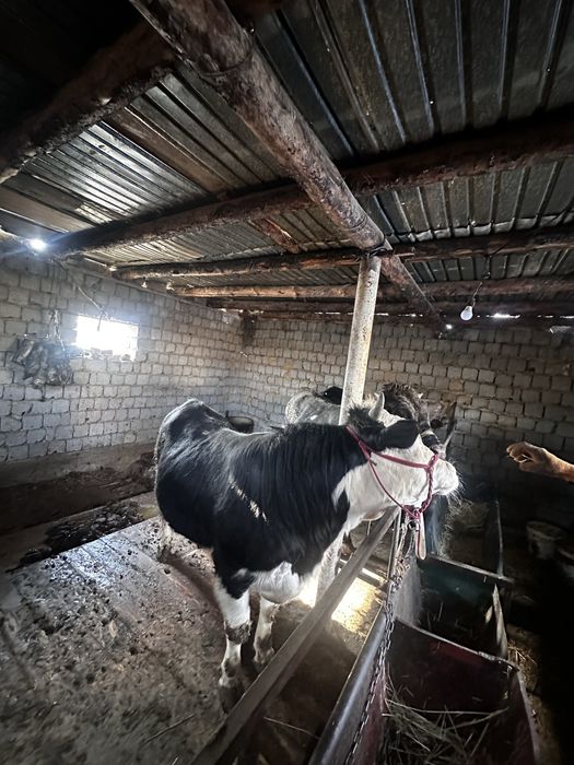 Бұққа  сатылады