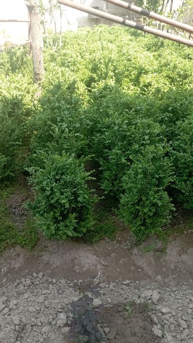 Shamshot koʻchat sotildi 70-sm