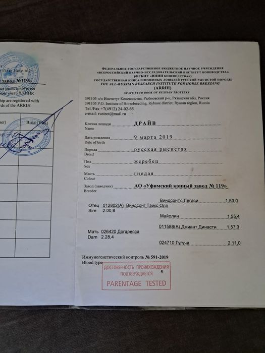 Продам жеребца. Иноходец..