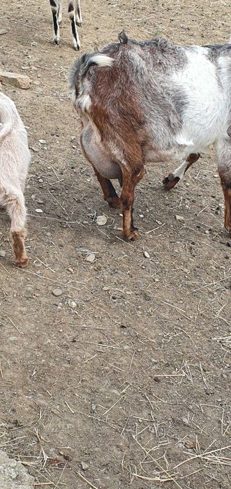 Vand capra anglo nubian cu doi iezi  si metis alpina franceza cu doi iezi