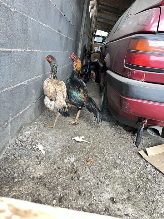 Боивый куры……………