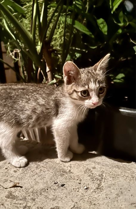 Котята ищут новый дом и любящих хозяев. 1,5 месяца две кошечки.