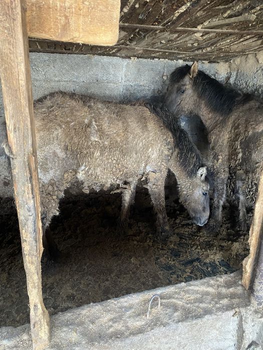 Бордакы тайлар 2бас