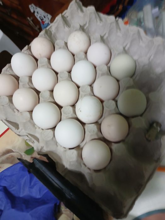 Ouă incubație Lakenfelder